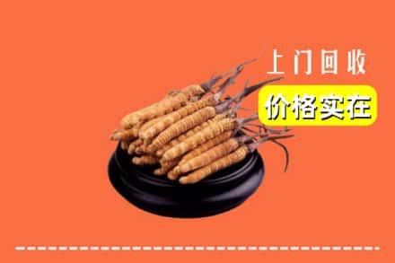周口商水县回收冬虫夏草